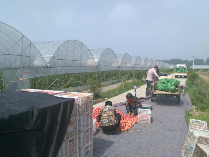 云田商城深入田間地頭助力當?shù)剞r(nóng)產(chǎn)品銷售