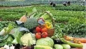 農業未來5年的發展方向