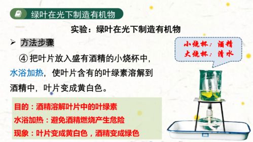 3.4 綠色植物是生物圈中有機物的制造者2023 2024學年七年級生物上學期同步精品課件 人教版 共27張ppt
