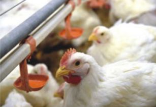 雙匯白羽雞市場行情分析：肉雞與禽蛋價格走勢解讀