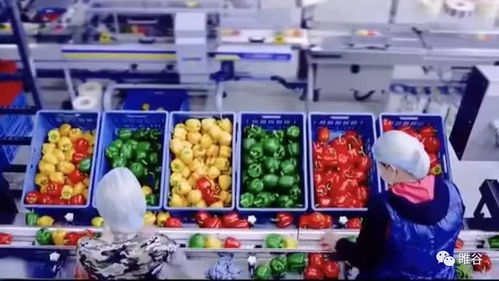 佳盛企智深加工共享工廠 創(chuàng)新農產品新型生產模式